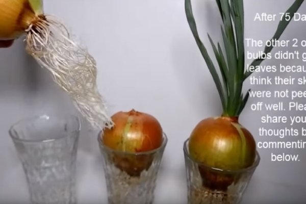 Кракен сайт биз