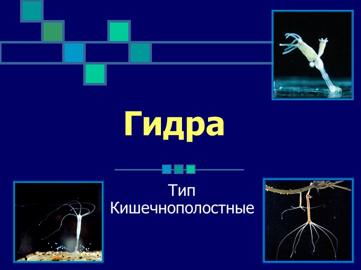 Кракен мага