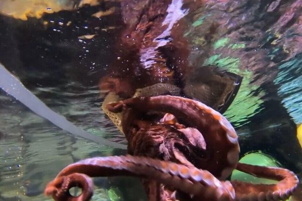 Kraken20 at