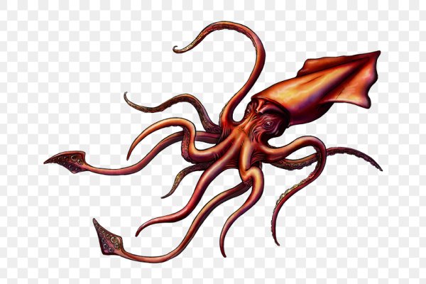 Kraken 20at net